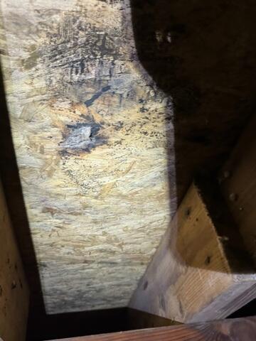 Mold In Crawl Space