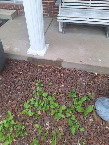 Concrete Sidewalk Repair & Leveling