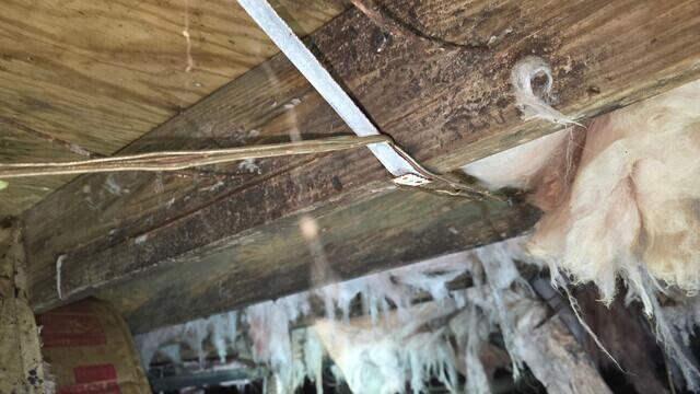 Mold Growth