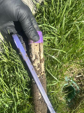 No Molting for the Termites!