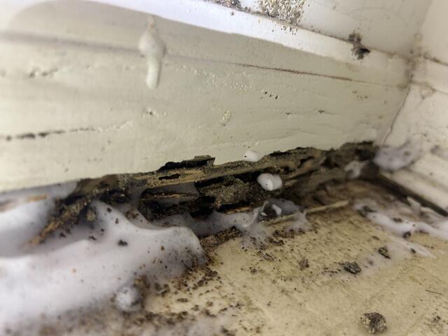 Foaming Termiticide Treatment
