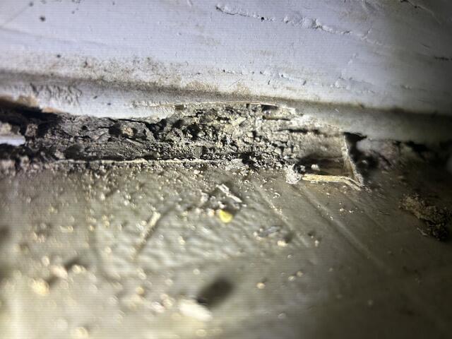 Active Termite Mud Tubes