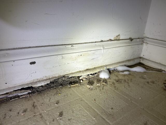 Both Versions Are Effective Against Termites