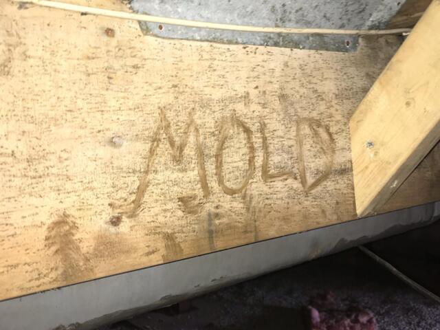 Moldy Crawl Space