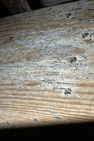 Mold on Wood Floor Joists
