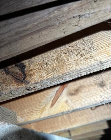 Mold Issues