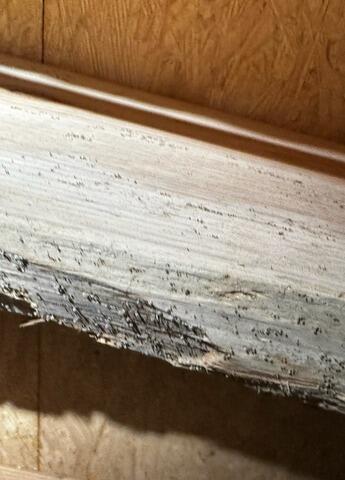 Wood Rot