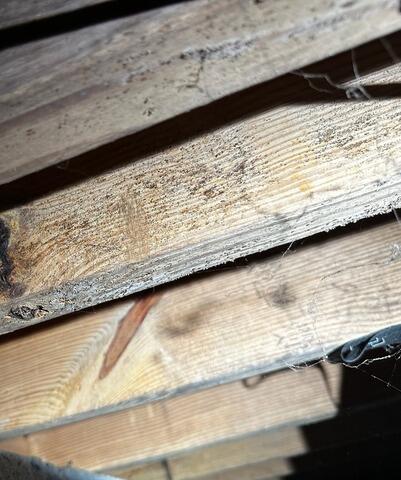 Mold Spores Can Damage Your Health