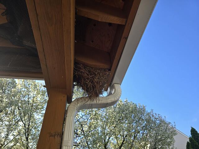 Health Risks of Birds Nests