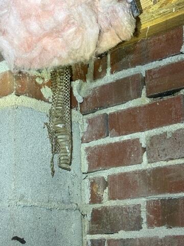 Crawlspace pests