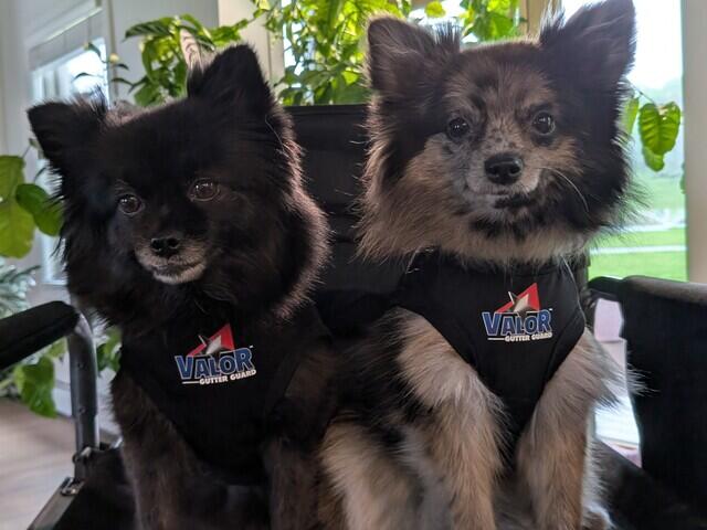 Valor Gutter Guard Puppies