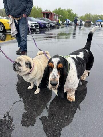 Dog Visitors at Cars and Canines