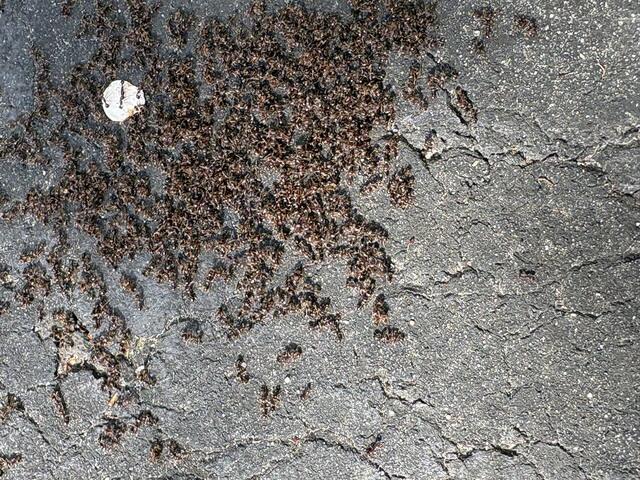 A Huge Swarm