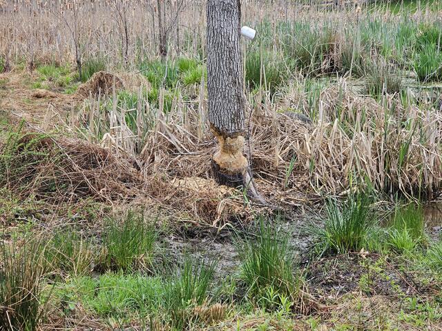 Gnawing on the Tree