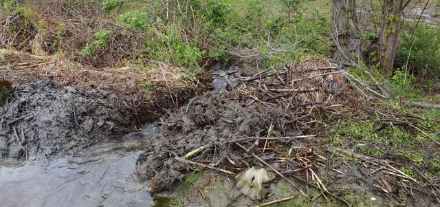 A Beaver's Dam