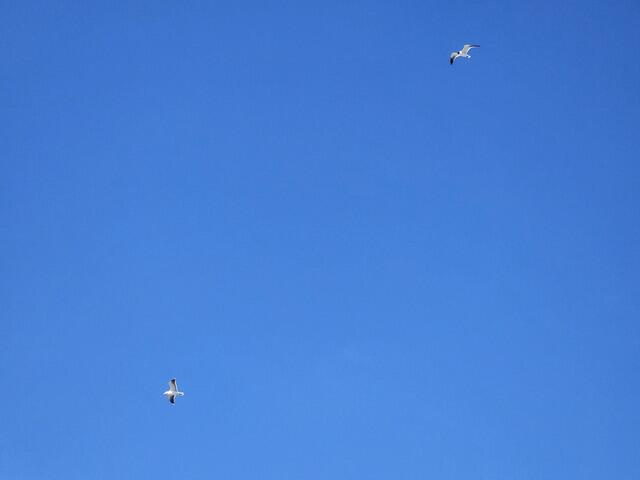 Sea Gulls Flying Around
