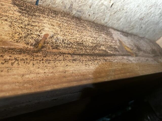 Mold Growth