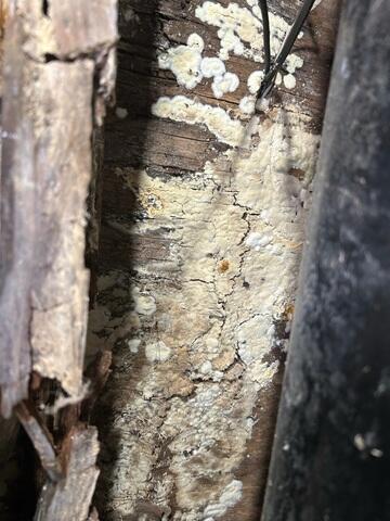 Mold Growth