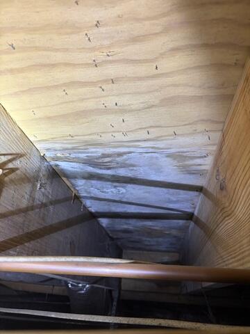 Mold Growth