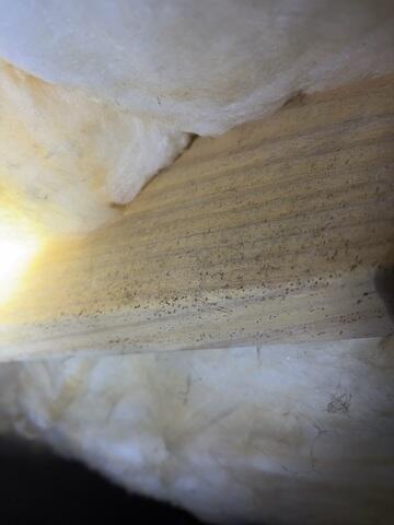 Mold on Floor Joists