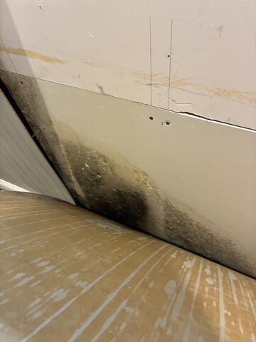 Mold from a Flood