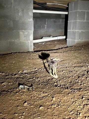 Mushrooms Love Damp, Dark Environments