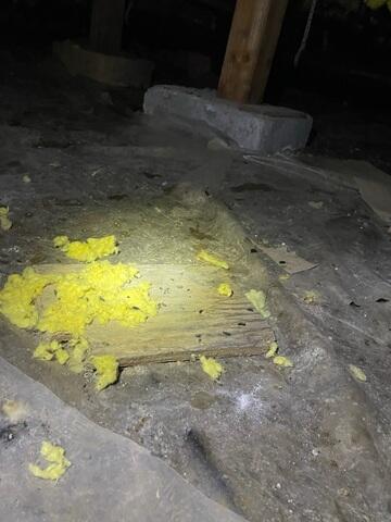 Rodent Dropping Inside of Crawl Space