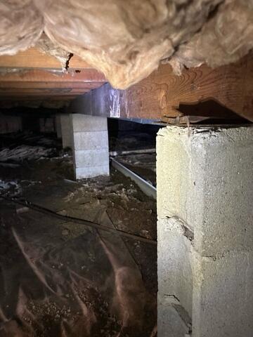 Mold Growth in Crawl Space Before Treatment
