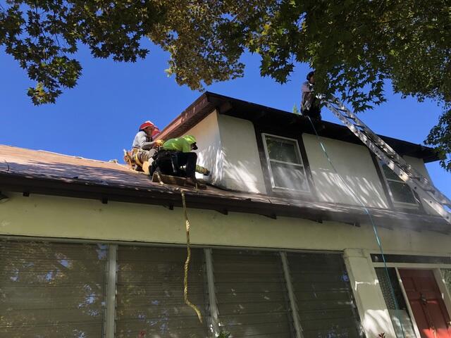 Work Under the Trees