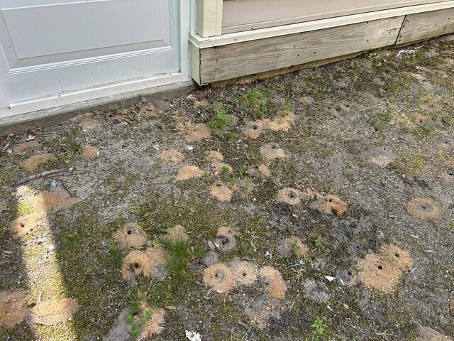 Where Digger Bees Nest