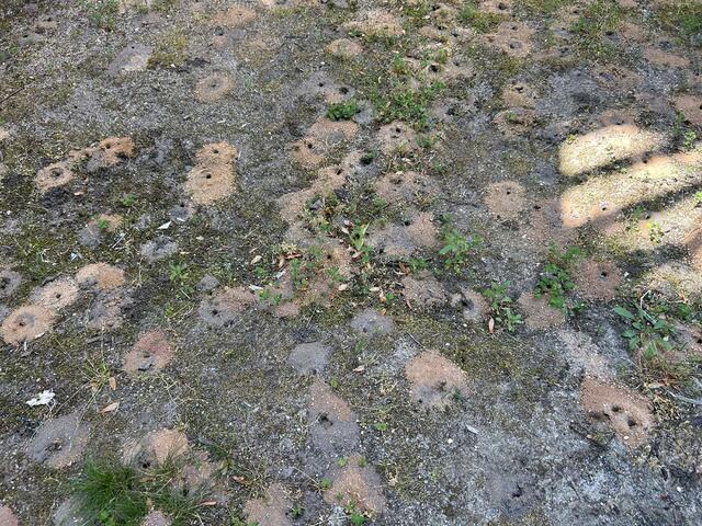 Quickly Terminates the Digger Bees