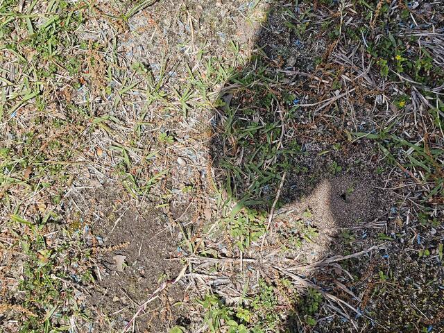 So Many Ants