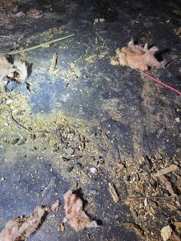 Rodent Droppings