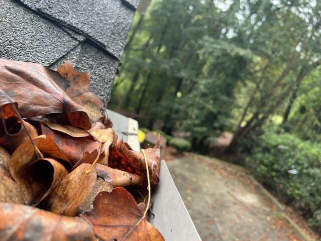 Leaves trapped