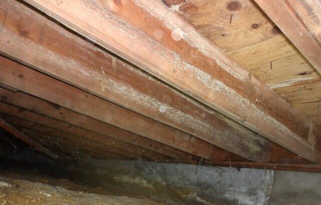 Mold Spores Along Floor Joists