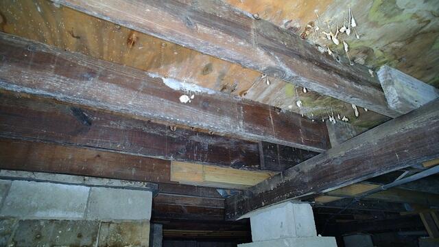 Crawl Space Mold & Mildew