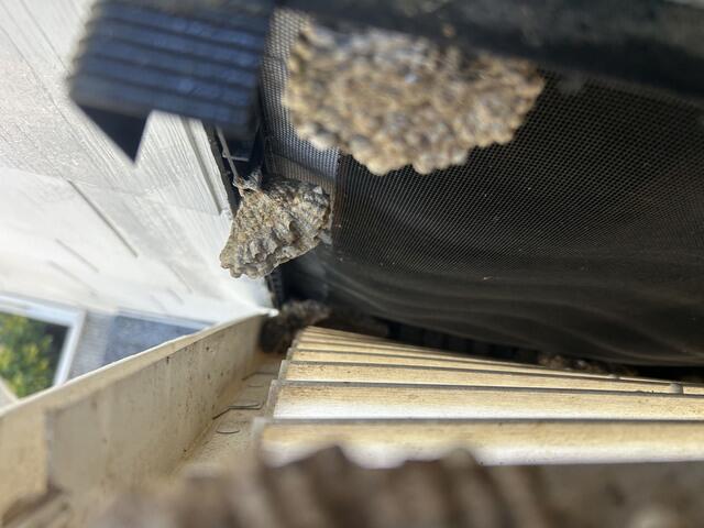 Treatment to Remove Wasps