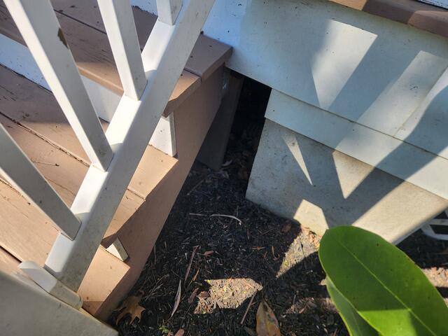 Hiding Under the Porch