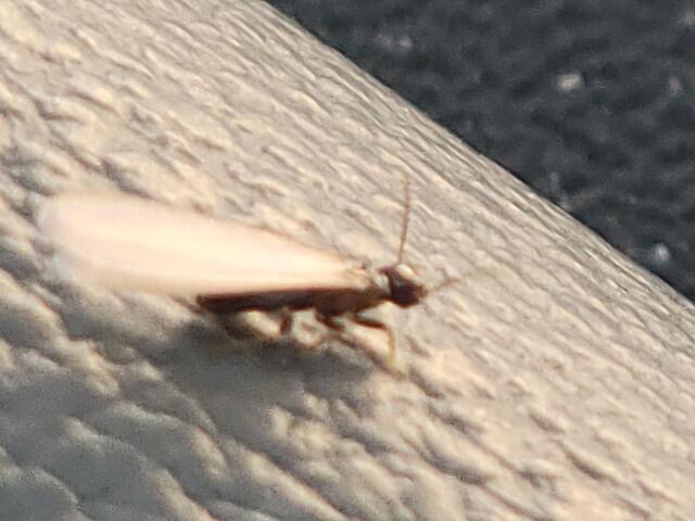 Termites Share the Termiticide