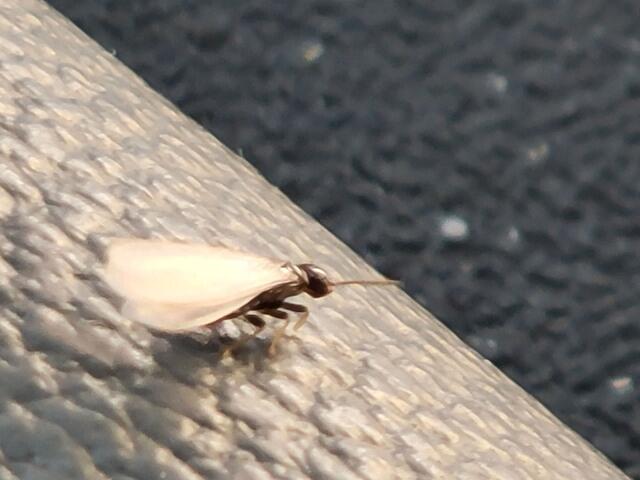 How to Identify a Termite Swarmer