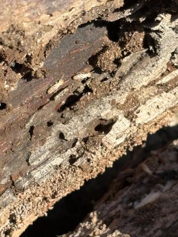 Loaded with Termites