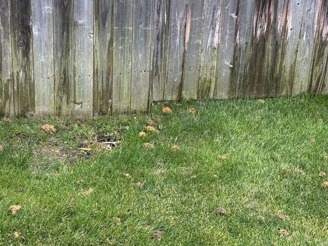 Identify Digger Bee Mounds