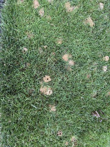 What are These Bees