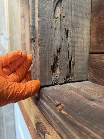 Active Termites & Mud Tubes