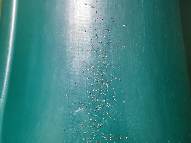 Proactive Termite Treatments