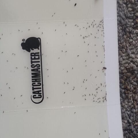 What Are Springtails