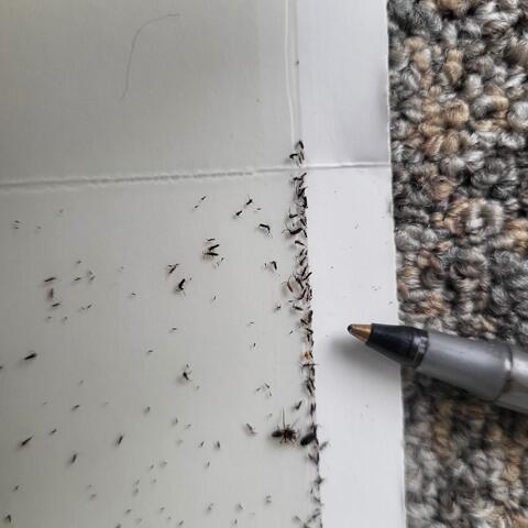 Treat the Springtails