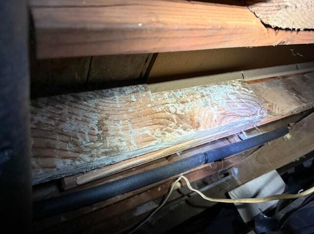 Mold Growth