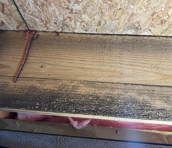 Organic growth on wood joists