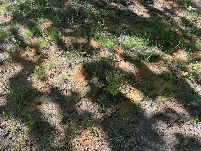 One Colony Per Mound